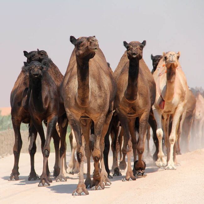 Caravana - Egipto